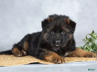 German Shepherd dogs for sale: Ben - Ad 3