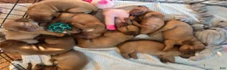 Dogue De Bordeaux dogs for sale: Dogue De Bordeaux Puppy 5 - Ad 86
