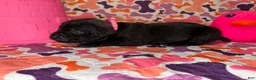 Cane Corso dogs for sale: Pink Collar Female - Ad 8