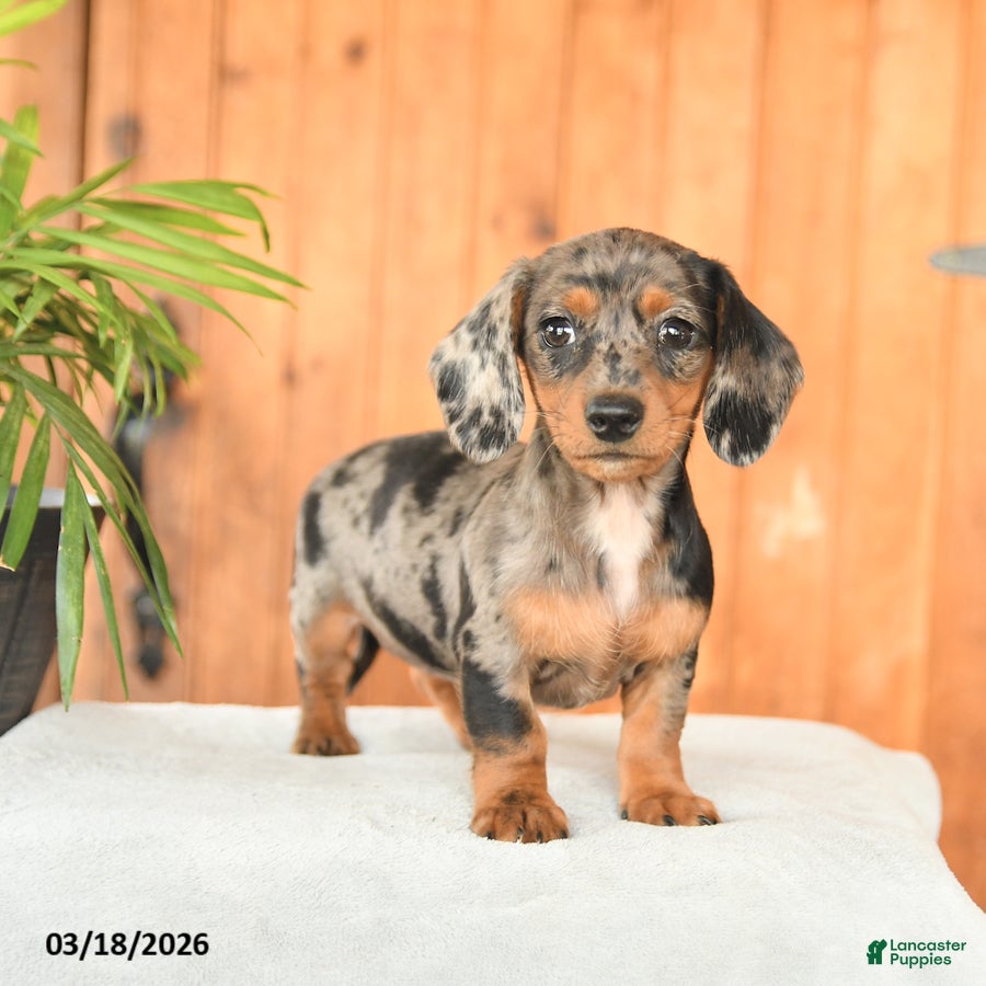 Miniature Dachshund dogs Ella - Ad 1