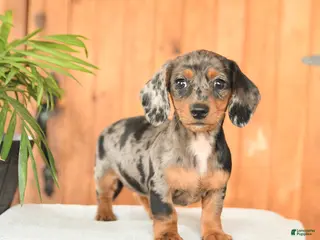 Miniature Dachshund dogs for sale: Ella - Ad 1