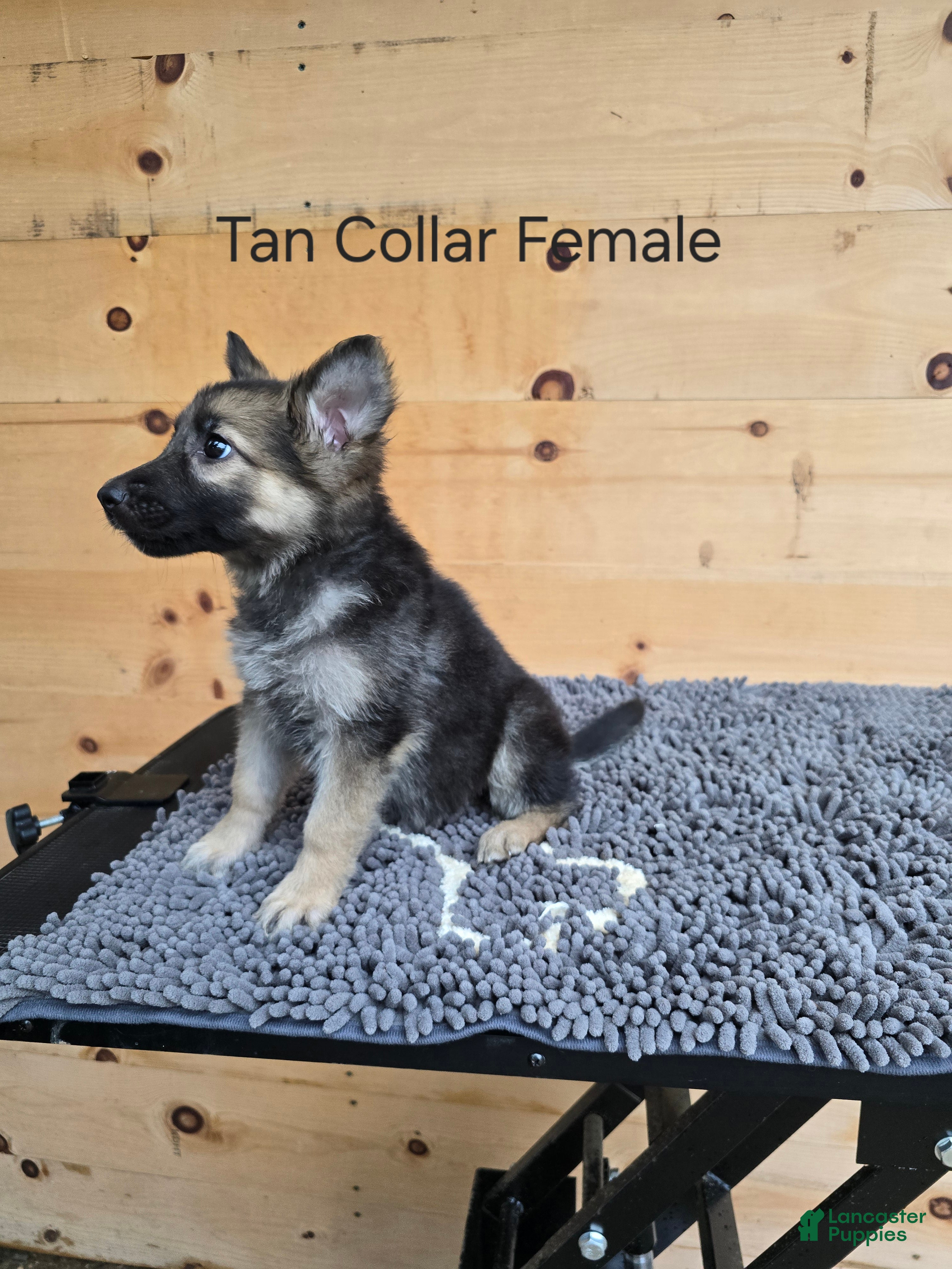 German Shepherd dogs German Shepherd 2 - Ad 2