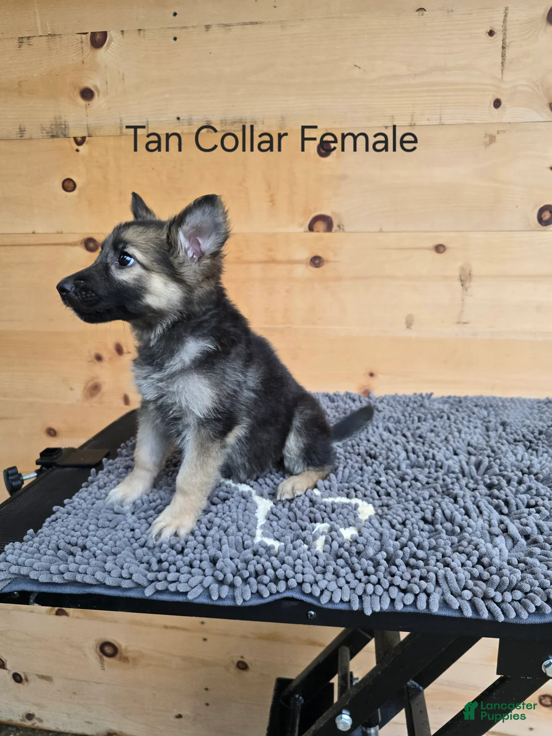 German Shepherd dogs for sale: German Shepherd 2 - Ad 2