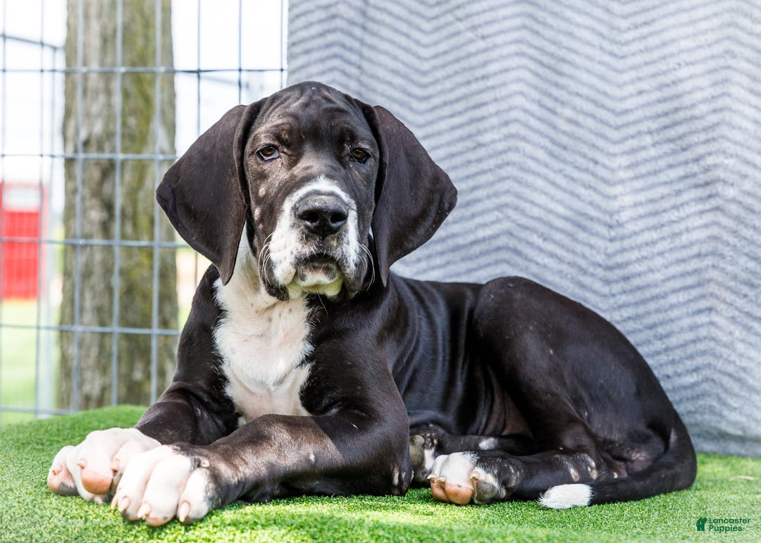 Great Dane dogs for sale: Kathy - Ad 13