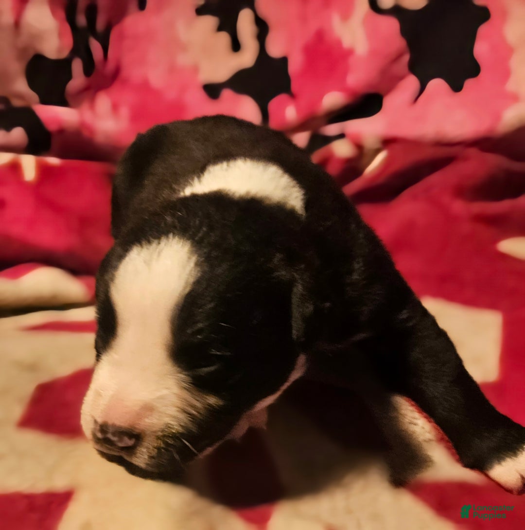 Border Collie dogs for sale: Earl - Ad 9