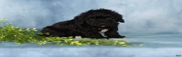 Mixed Breed dogs for sale: Majic - Ad 4