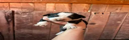 Bernese Mountain Dog dogs for sale: Bernese Mountain Dog f7 - Ad 7