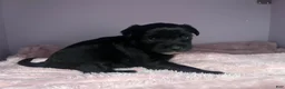 Yorkiepoo dogs for sale: Yorkiepoo 2 - Ad 3