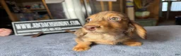 Miniature Dachshund dogs for sale: Import Show Boy Chocolate Dapple blue eye - Ad 5
