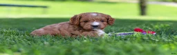 Cavapoo dogs for sale: Milo - Ad 2