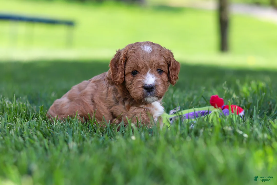 Cavapoo dogs for sale: Milo - Ad 2