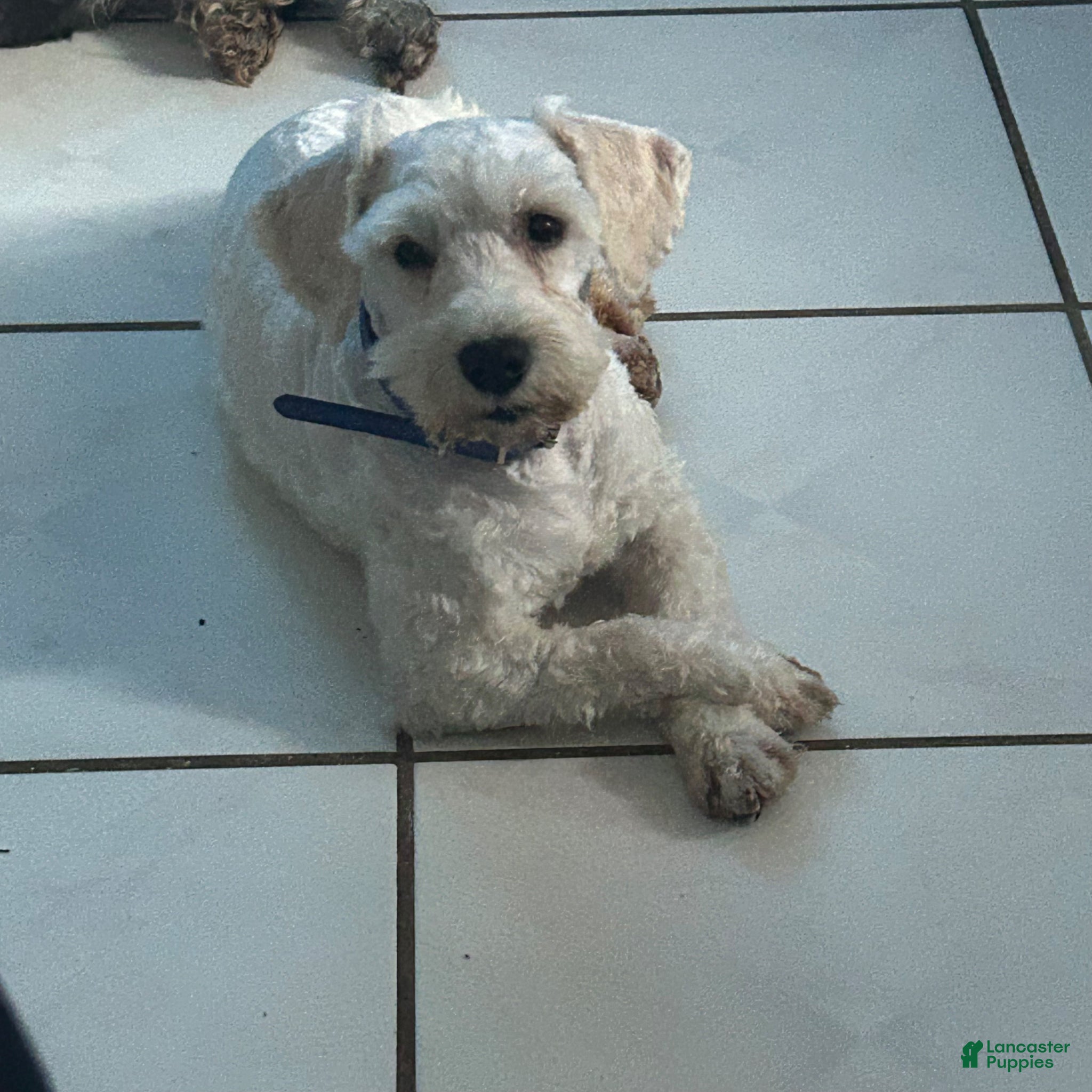 Miniature Schnauzer dogs Akc Bruno  - Ad 42