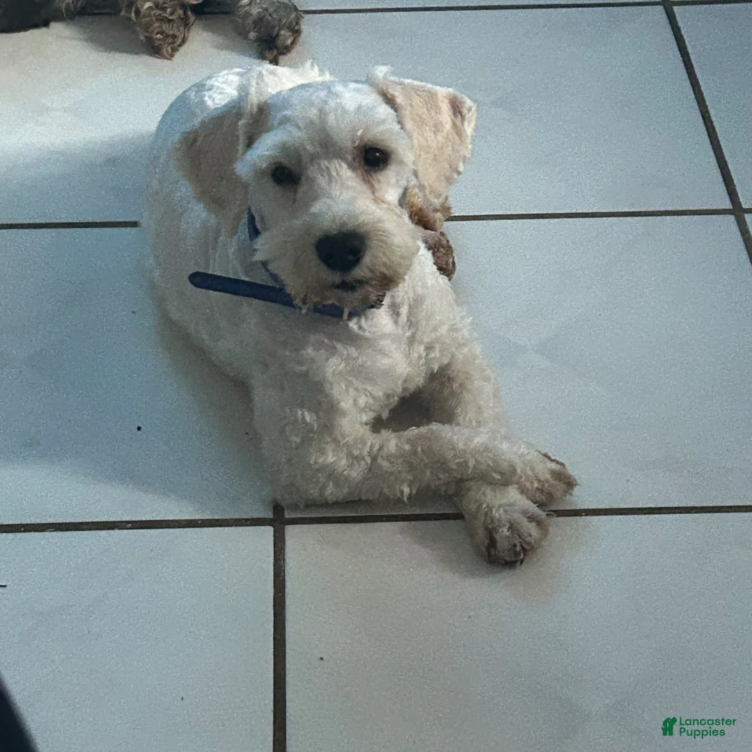Miniature Schnauzer dogs for sale: Akc Bruno  - Ad 2