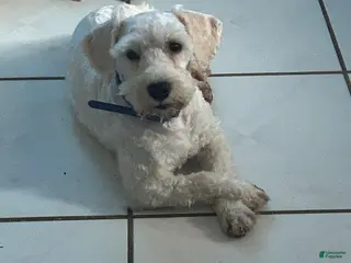 Miniature Schnauzer dogs Akc Bruno - Ad 42
