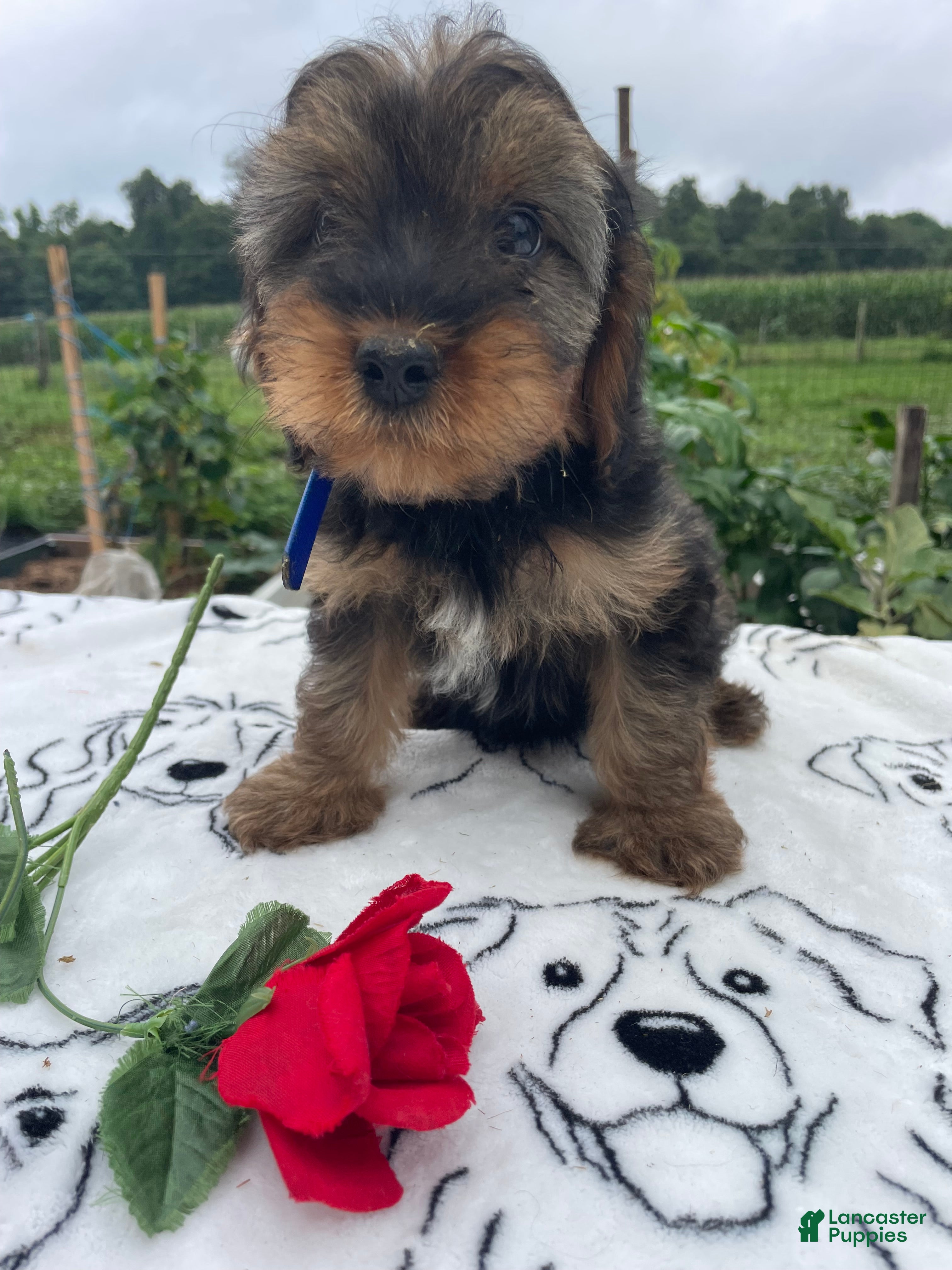 Yorkiepoo dogs Digger - Ad 36