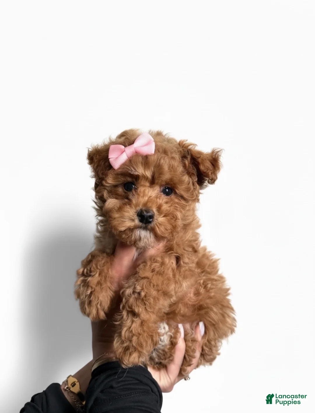 Toy Poodle dogs for sale: Tiny Lulu - Ad 1