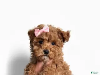 Toy Poodle dogs for sale: Tiny Lulu - Ad 1
