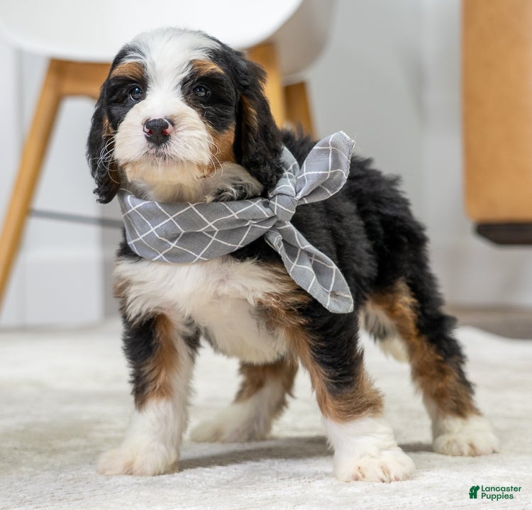 Mini Bernedoodle dogs Shadow - Ad 1