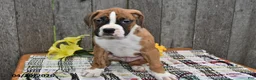 Boxer dogs for sale: Ben - Ad 4