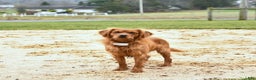 Miniature Golden Retriever dogs for sale: Hudson - Ad 5