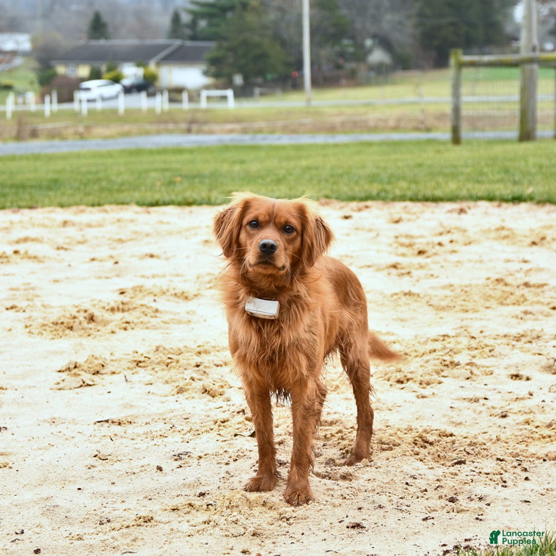 Miniature Golden Retriever dogs for sale: Hudson - Ad 5