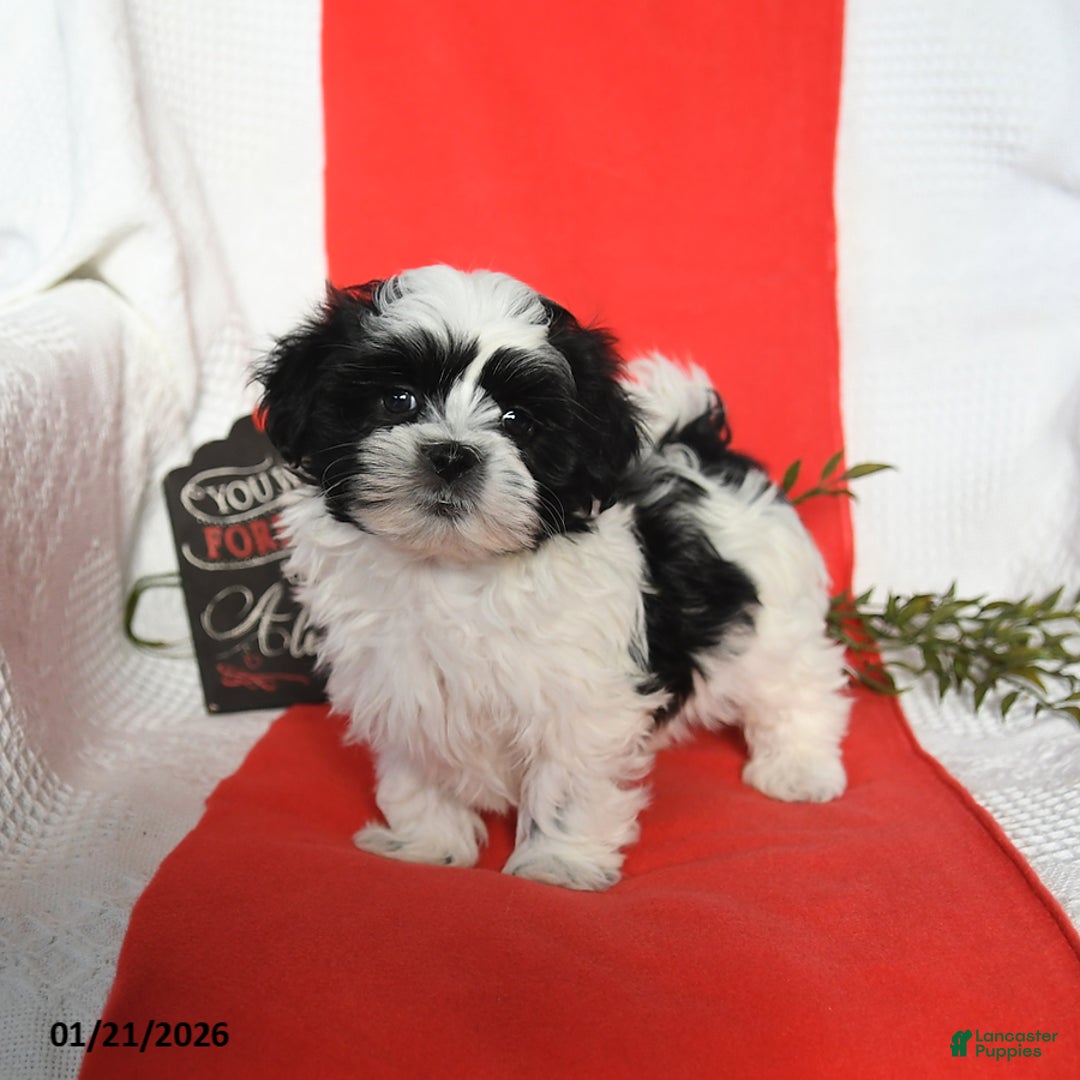 Malshi dogs for sale: Stormy - Ad 1