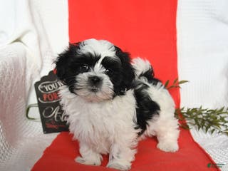 Malshi dogs Stormy - Ad 3