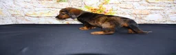 Miniature Dachshund dogs for sale: Butters - Ad 14