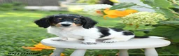 Miniature Dachshund dogs for sale: Prince   - Ad 1