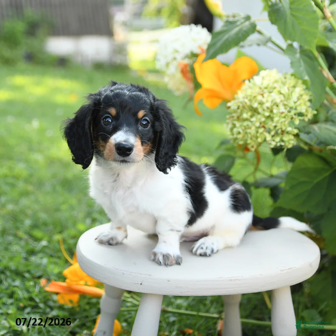 Miniature Dachshund dogs for sale: Prince   - Ad 1