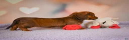Dachshund dogs for sale: Alexa  - Ad 4