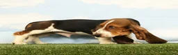 Basset Hound dogs for sale: Kerby - Ad 5