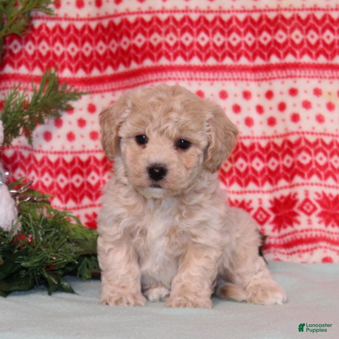 Bichpoo dogs for sale: Yogurt - Ad 3