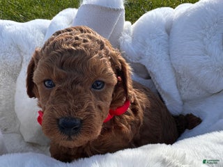 Toy Poodle dogs Asher - Ad 41