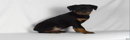 Rottweiler dogs for sale: Rottweiler Puppy 8 - Ad 5