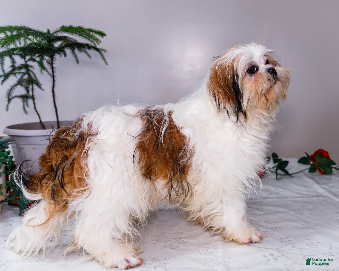 Shih Tzu dogs for sale: Keturah - Ad 12