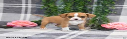 Mixed Breed dogs for sale: Glendon - Ad 3