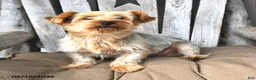 Shorkie dogs for sale: Brooke - Ad 7