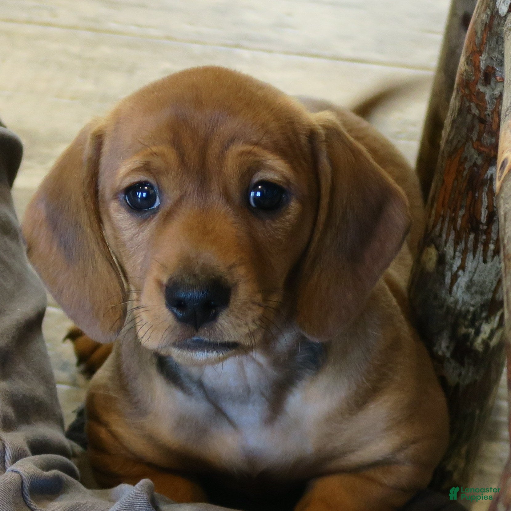 Dachshund dogs Finn - Ad 8