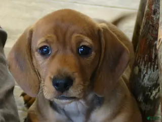 Dachshund dogs Finn - Ad 8