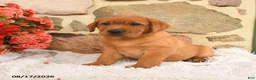 Labrador Retriever dogs for sale: Flower - Ad 3