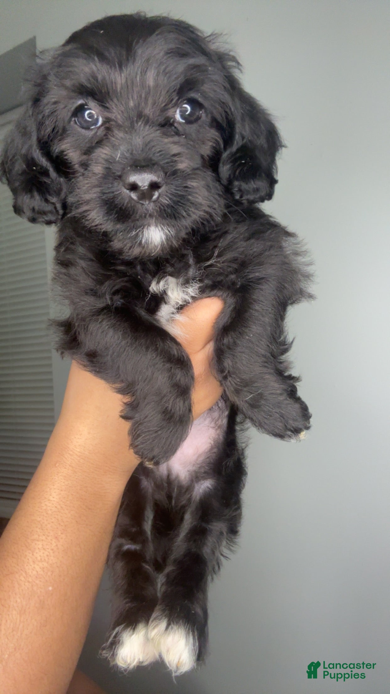 Mixed Breed dogs Fareed - Ad 18