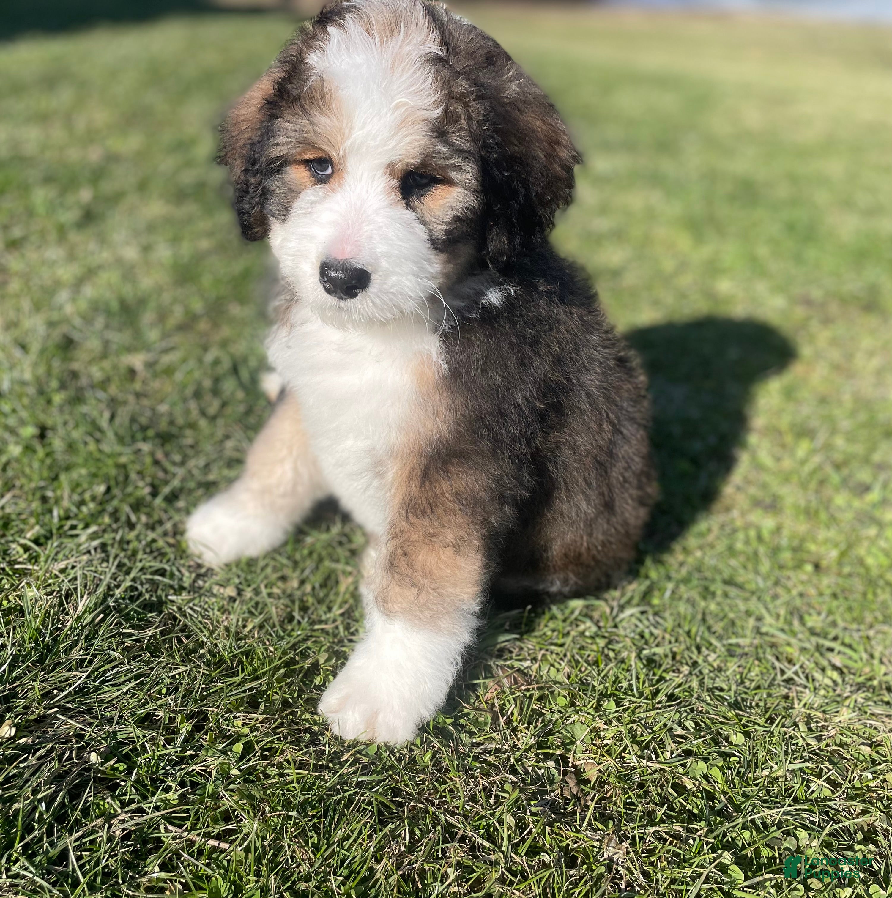 Bernedoodle dogs Carmel - Ad 2