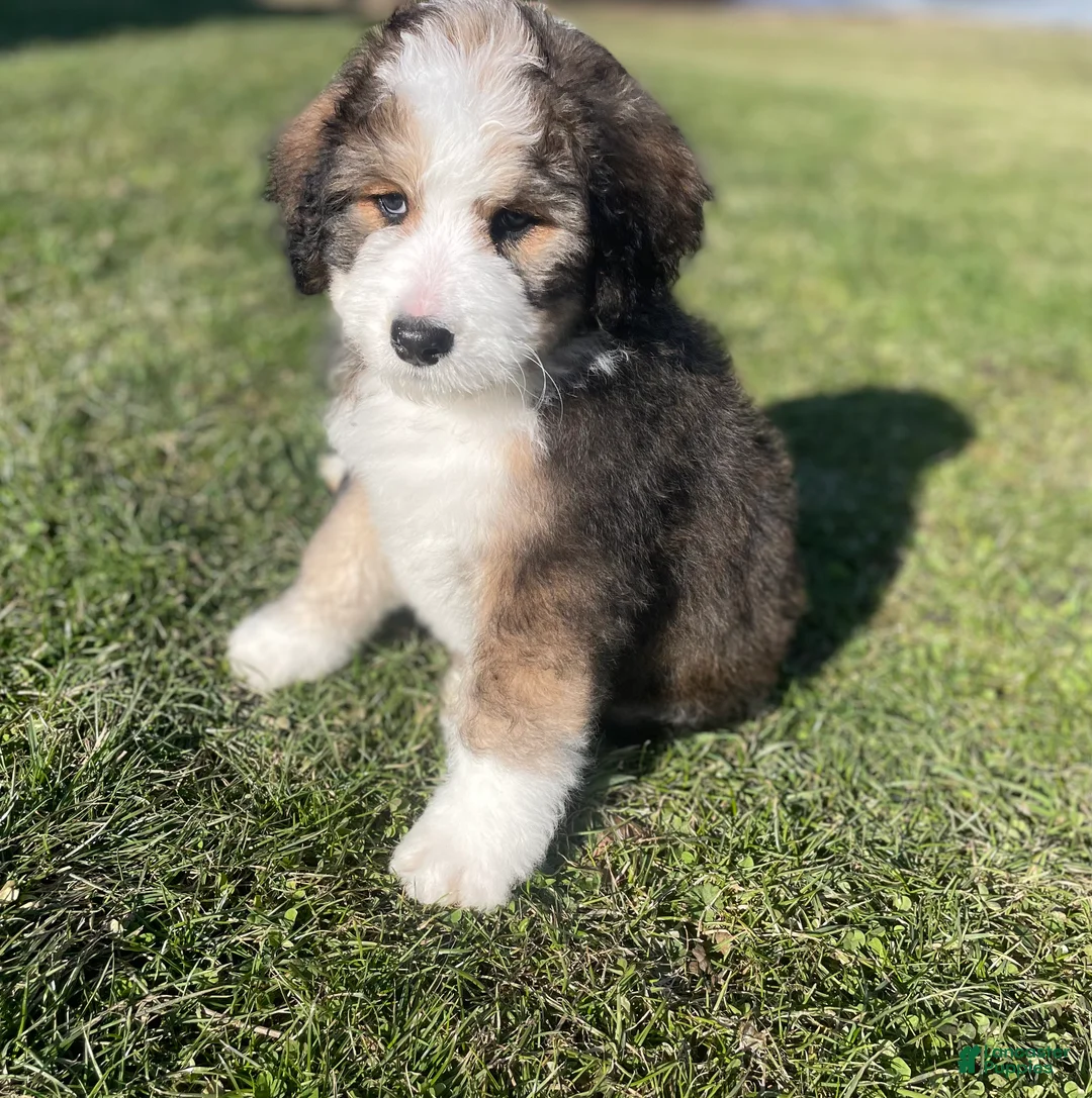 Bernedoodle dogs for sale: Carmel - Ad 2
