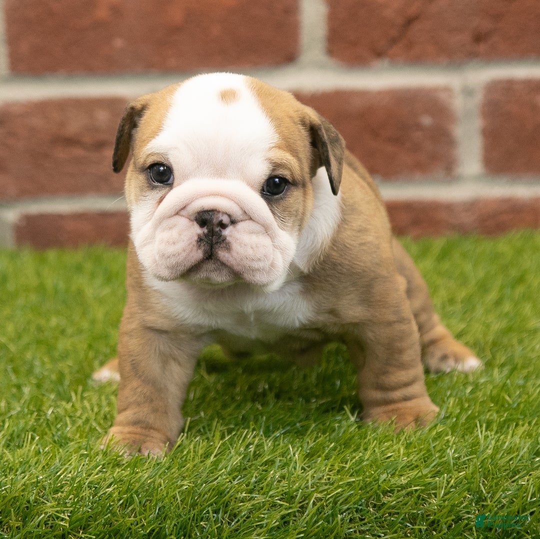 English Bulldog dogs for sale: Buster - Ad 7
