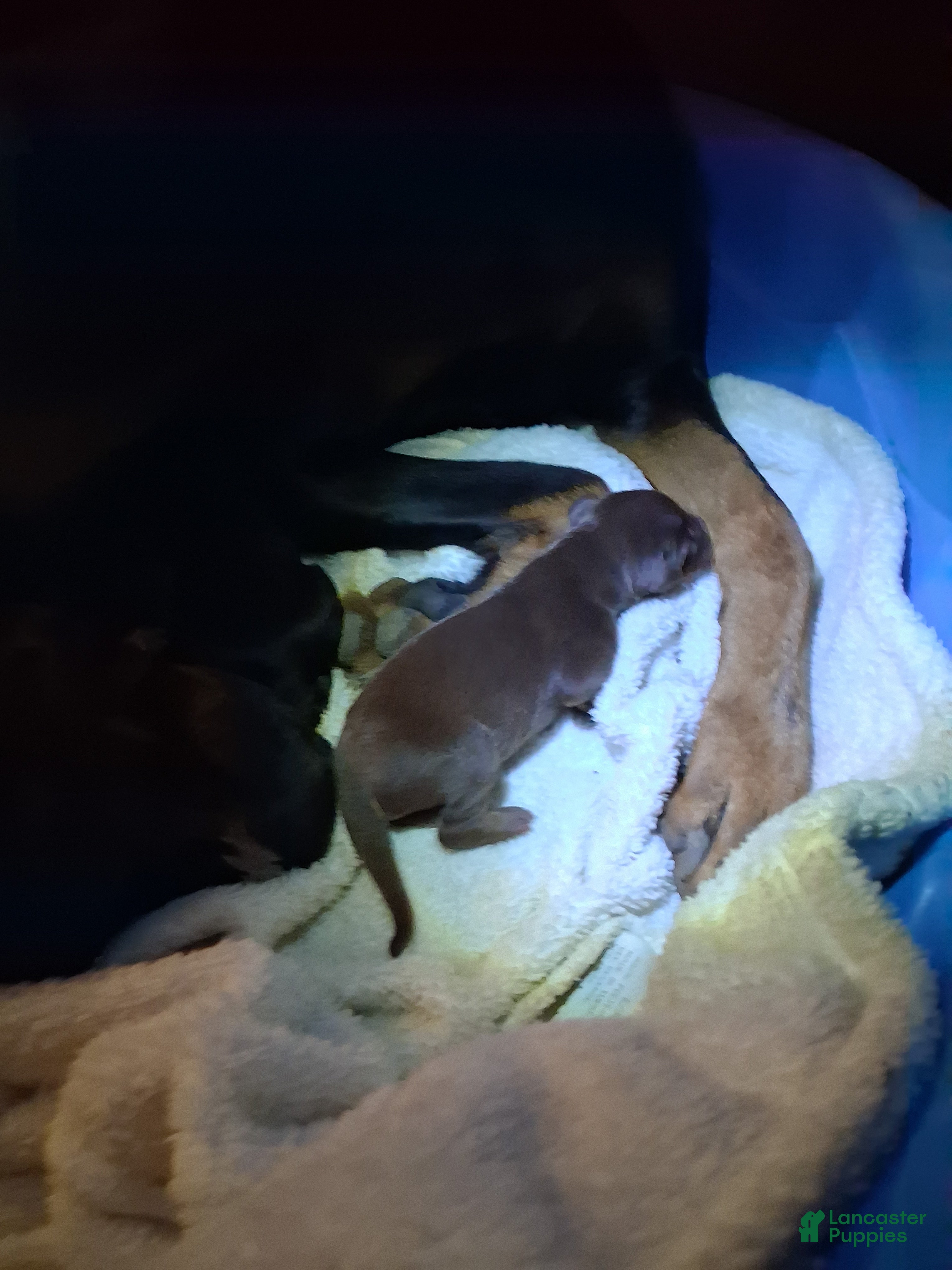 Doberman Pinscher dogs for sale: Doberman Pinscher 6 - Ad 14