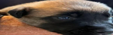 Belgian Malinois Boy 5