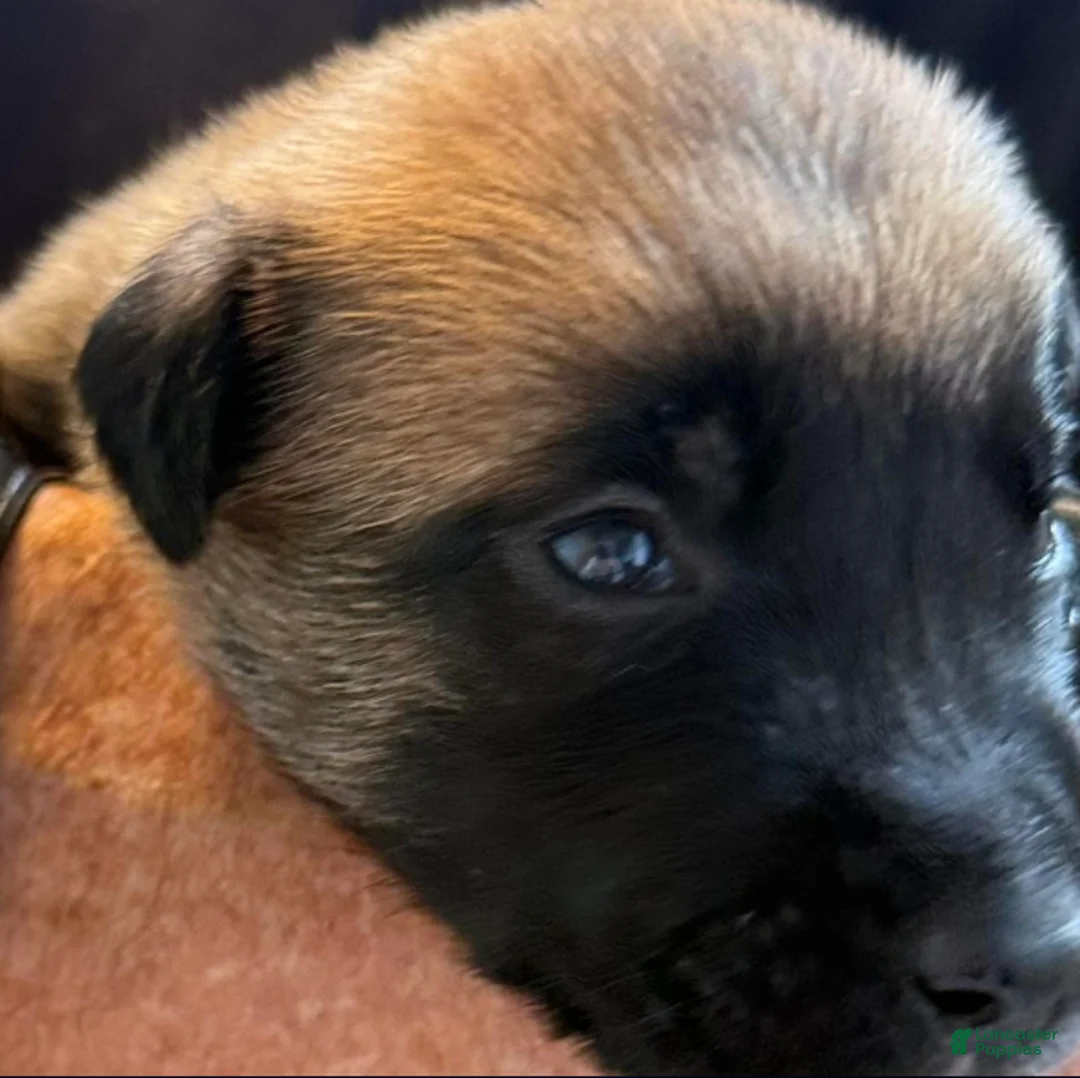 Belgian Malinois dogs for sale: Belgian Malinois Boy 5 - Ad 1