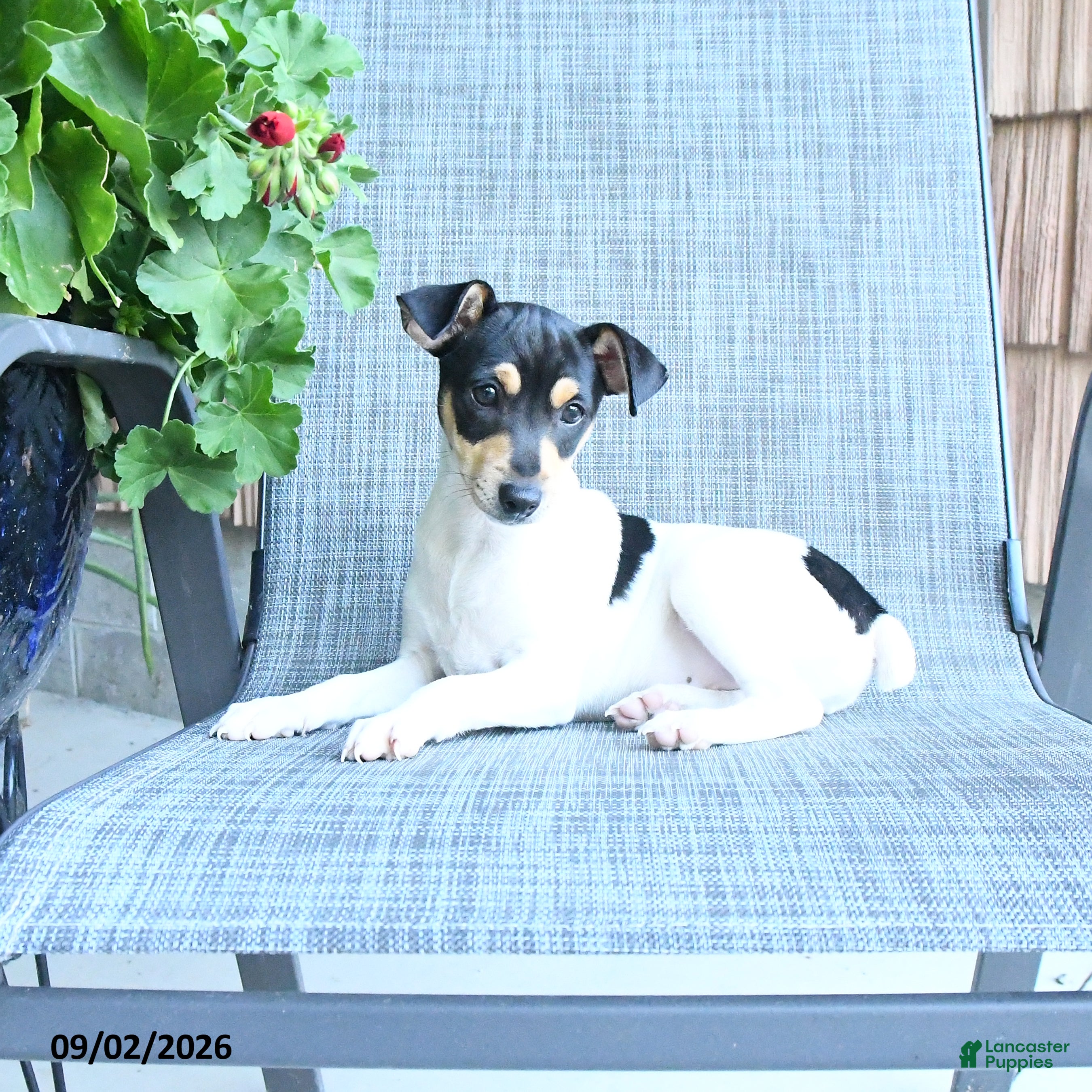 Toy Fox Terrier dogs Chad - Ad 1