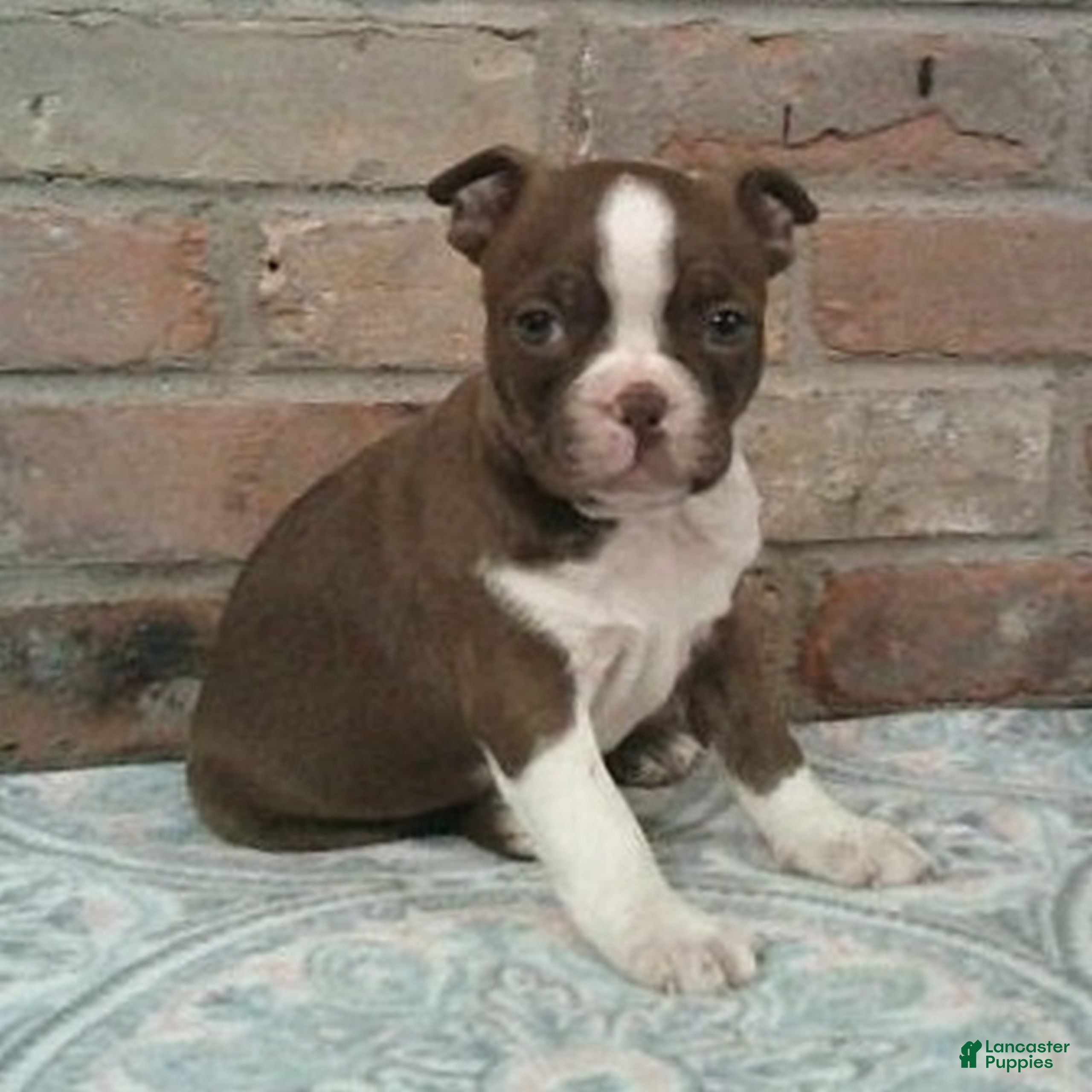 Boston Terrier dogs Connor  - Ad 1